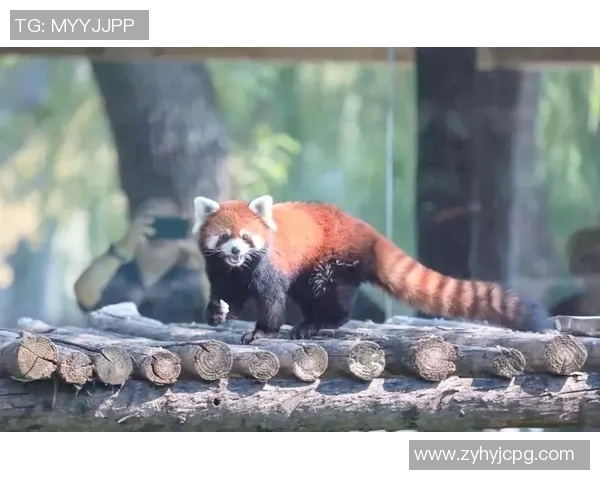 足球明星为何对可爱熊猫情有独钟的深层原因探讨 足球明星为何对可爱熊猫情有独钟的深层原因探讨